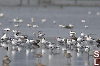 Caspian Terns In Crowd