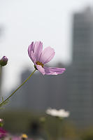 Cosmos With City Behind