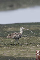 Eurasian Curlew Missing Foot