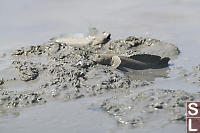 Mudskippers Showing Fins