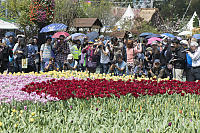 Shoot Out Over Tulips