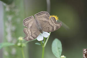 Chocolate Pansy