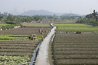 Long Valley Fields