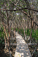 Boardwalk Through Mangrove Forest