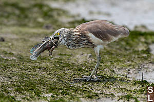 Mud Skipper Not Easy To Swallow