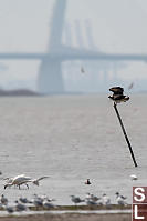 Osprey On Fishing Stick