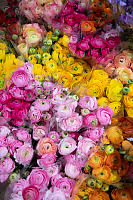 Pink And Yellow Flowers