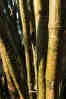 Bamboo Inscribed