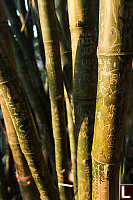 Bamboo Inscribed