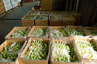 Cases Of Bananas