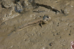 Mudskipper