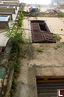 Plants Growing Out Of Building