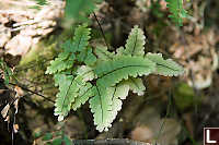 Some Light Green Fern