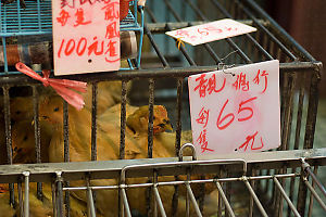 Chickens In Cages