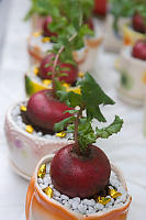 Chinese New Years Beets In Pots