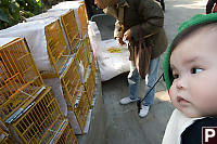 Nara In Carrier By Bird Cages