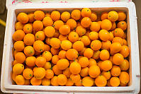 Cooler Of Kumquat