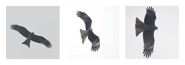 Black Eared Kite Turning