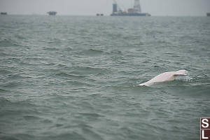 Chinese Dolphin With Bridge Construction Behind