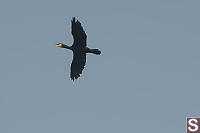 Cormorant Flying By