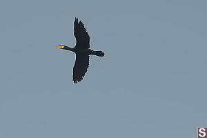 Cormorant Flying By