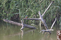 Kingfisher On A Branch