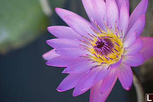Lotus Flower Close Up
