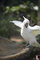 Sulphur-crestedCockatoo Having Shower