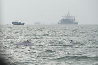 Two Dorsal Fins
