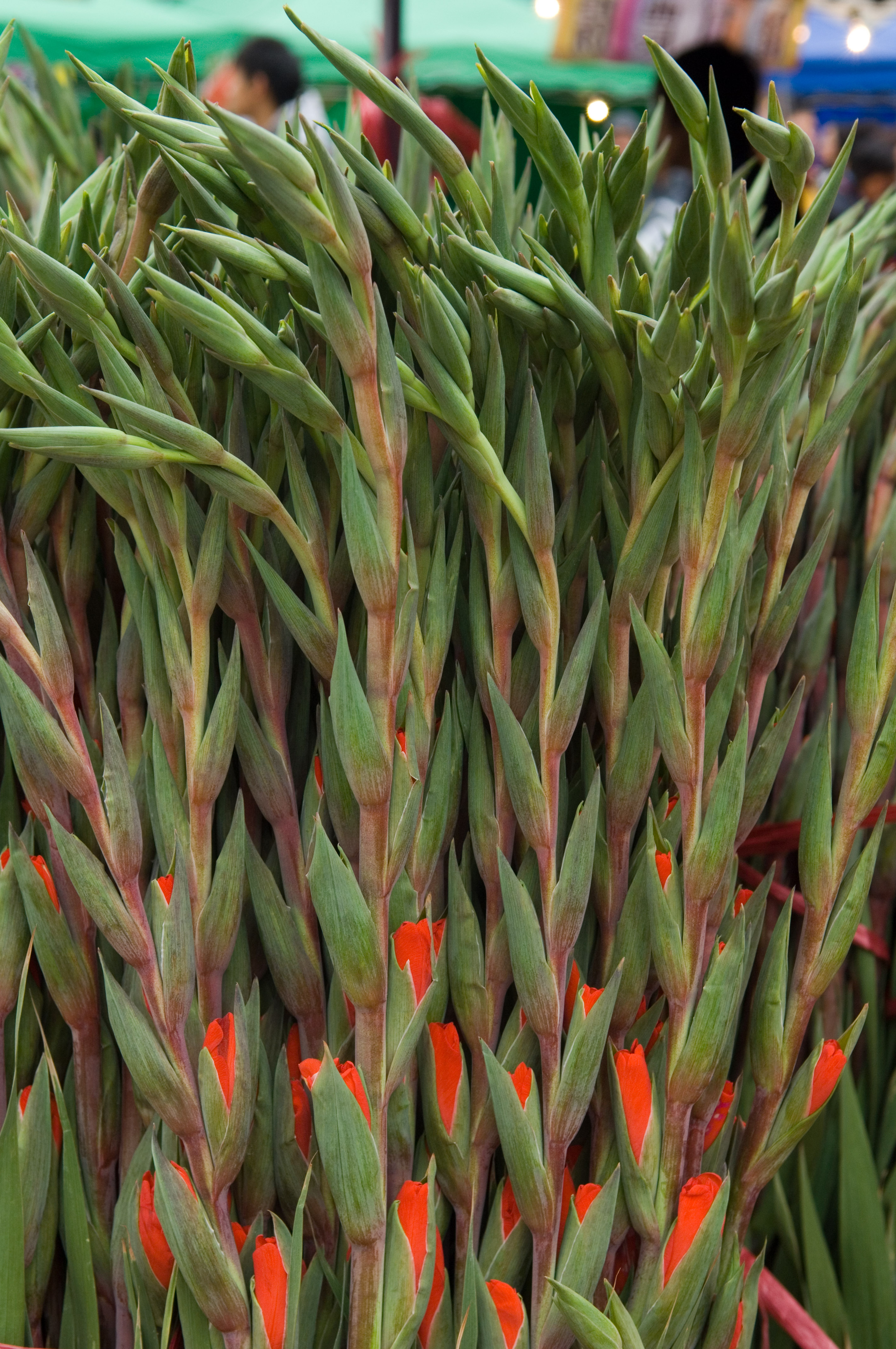 Gladiolus Growing Sideways