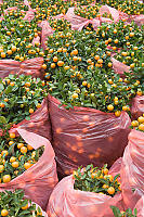 Mandarin Trees For Sale