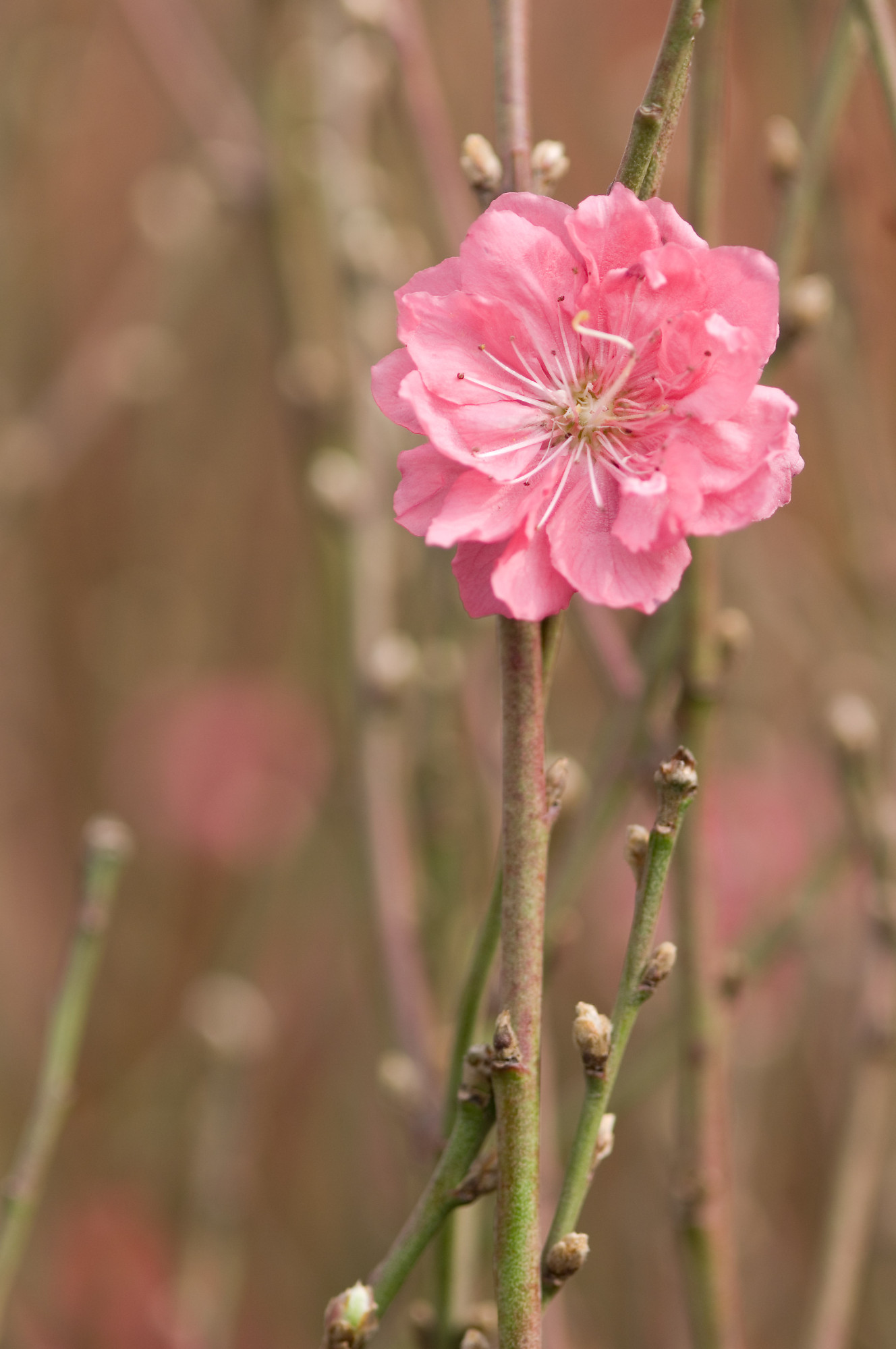 Plum Blossom plum-blossom