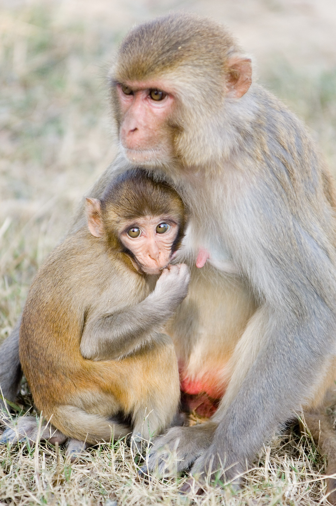 baby-monkey-feeding