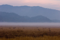 Deer In Grass At Sunrise