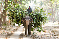 Elephant Hauling Food