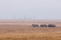 Elephants With Burned Trees Behind