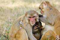 Family Grooming Time