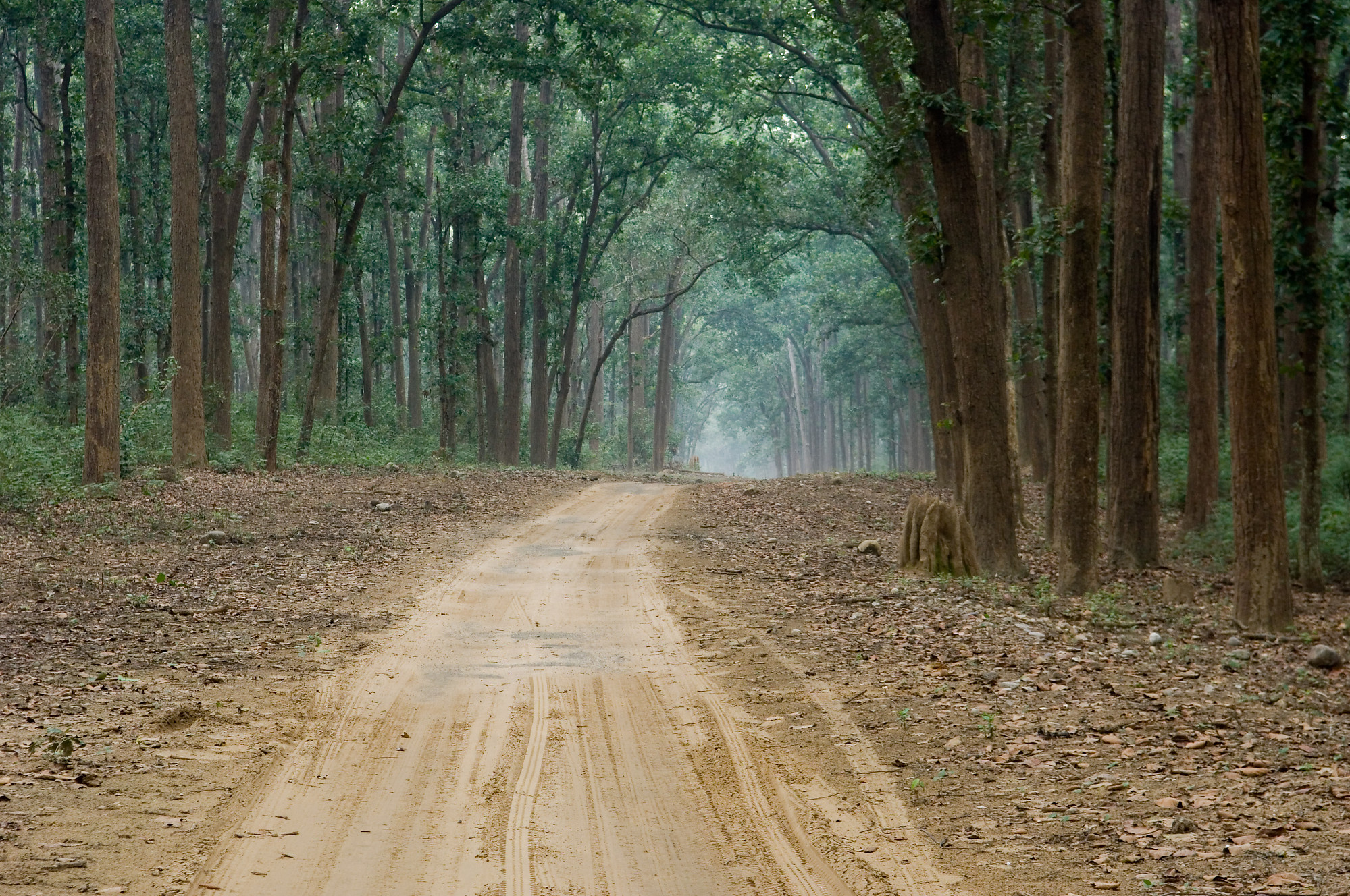 road in forest