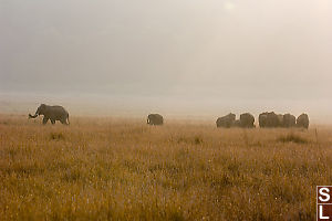 Herd Of Elephants