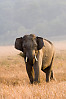 Juvenile Male Asian Elephant