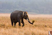 Juvinile Male Beating Grass