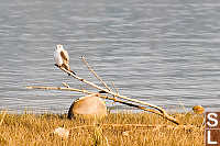 Kite On A Stick