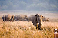 Male In Front Of Herd