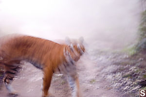 Tiger In The Early Morning