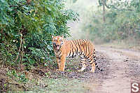 Tiger Next To Road