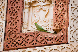 Paraqueet On Stonework