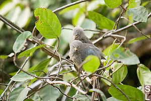 Two Birds In Tree