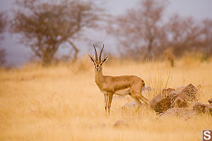 Gazelle In Grass