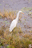 Intermediate Egret