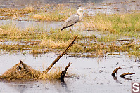 Heron On Perch